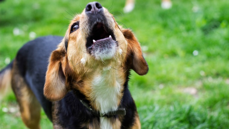 Man blaffende hond van neerschoot heeft spijt: 'Emotie nam het over' | Hart van Nederland