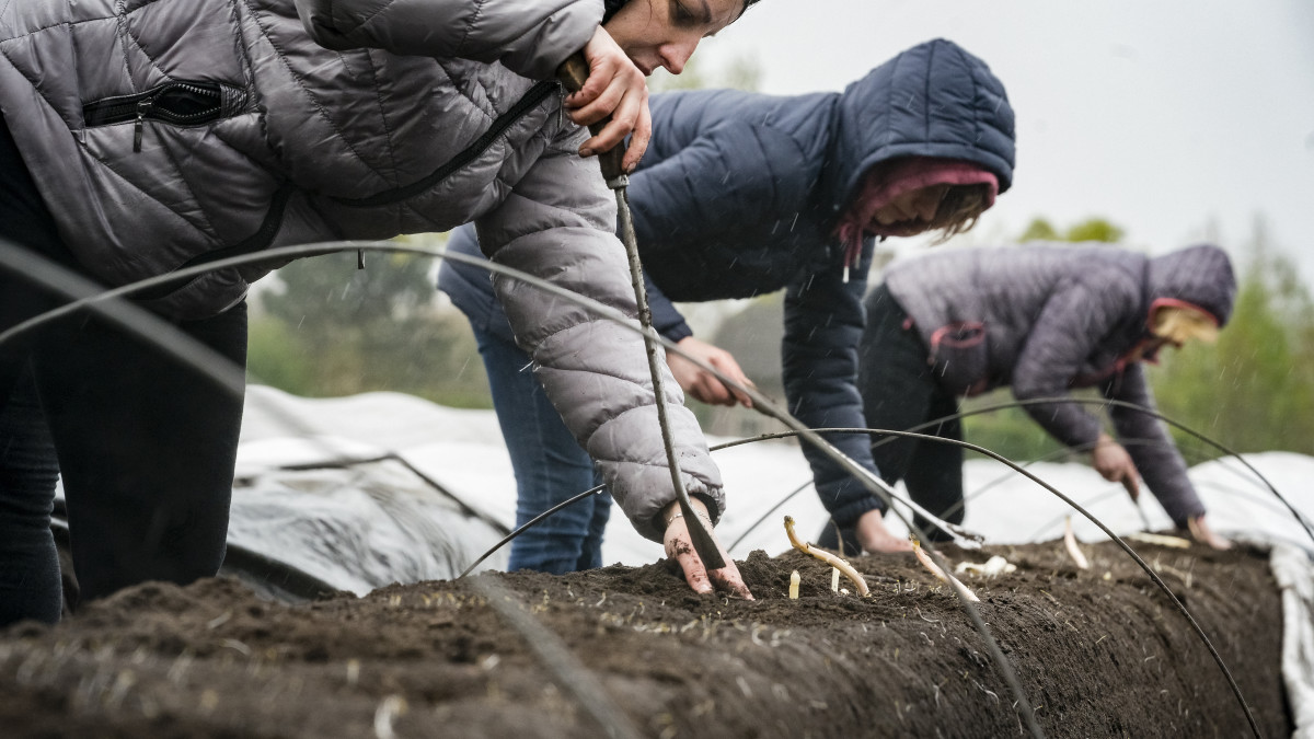 Oekraïense vluchtelingen steken asperges