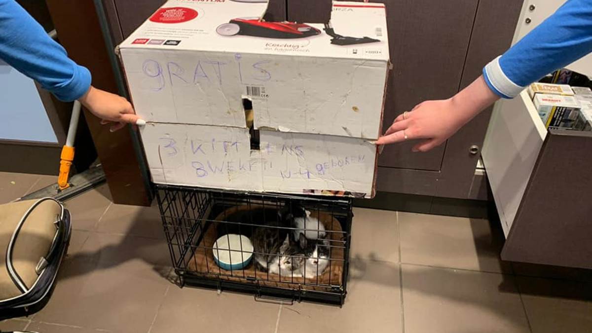 Nest kittens gedumpt in kartonnen doos bij Albert Heijn: 'Zaten verschrikt te kijken'