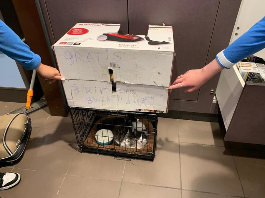 Nest kittens gedumpt in kartonnen doos bij Albert Heijn: 'Zaten verschrikt te kijken'