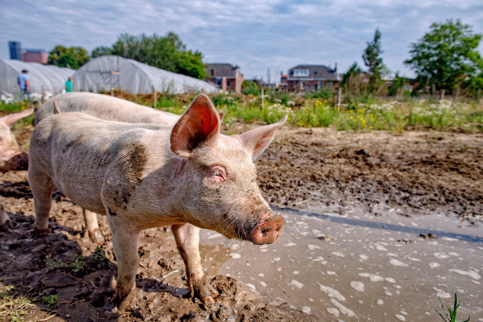 Varken neergestoken door drie inbrekers in Vlodrop: 'Het is bij de