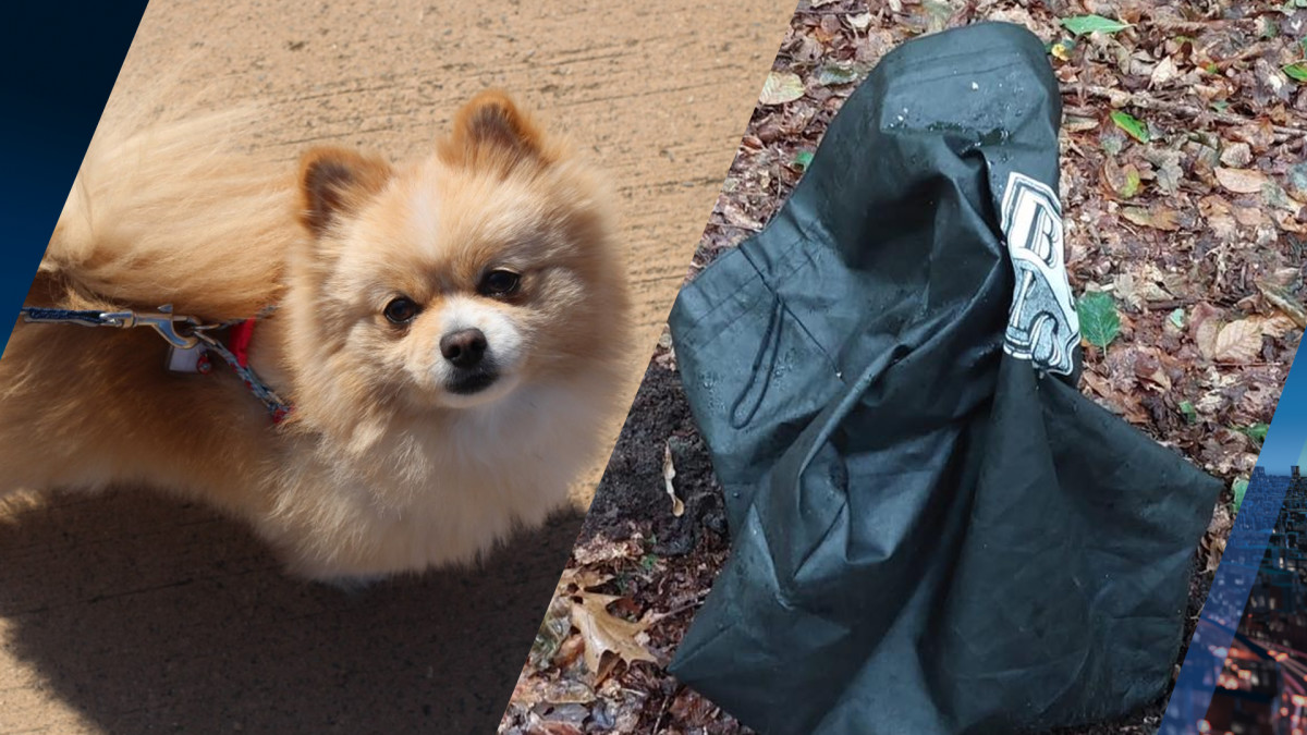 Afwijzen Sijpelen lamp Lugubere vondst in bos bij Emmen: dood hondje in tas gedumpt | Hart van  Nederland