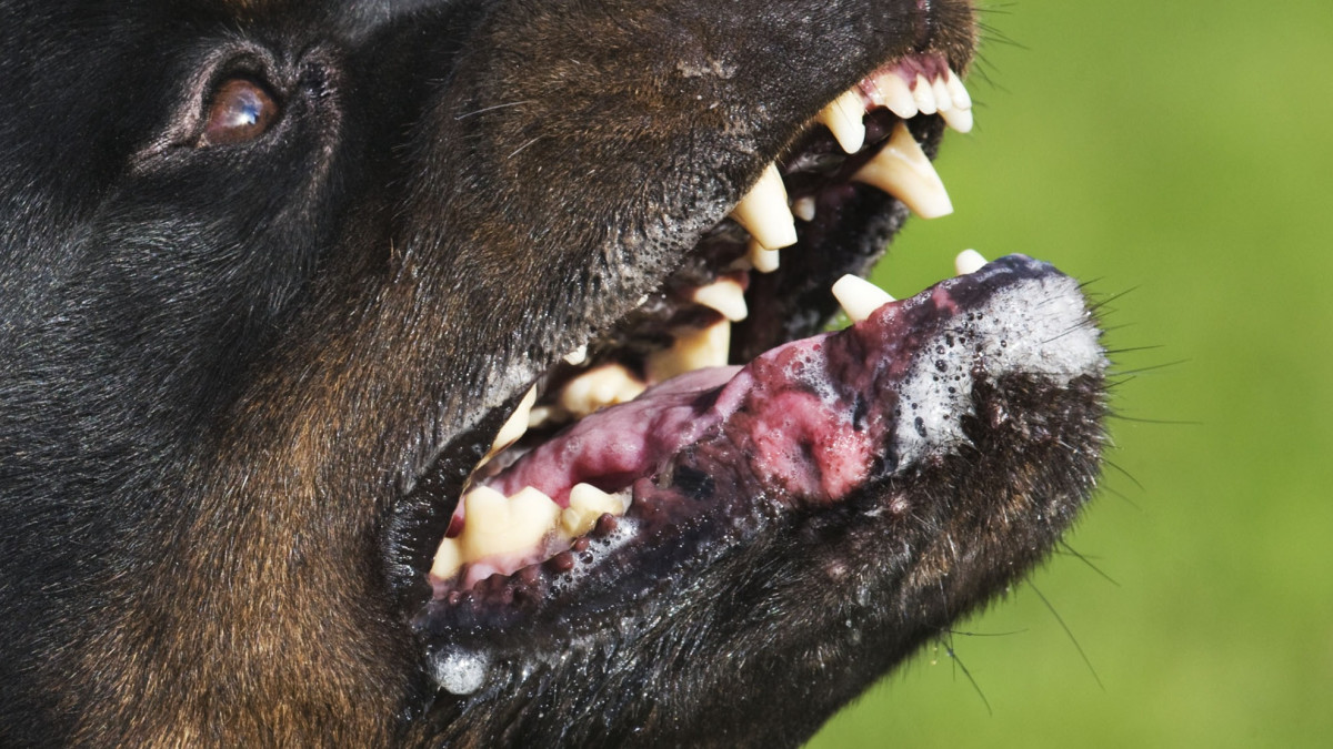 Agressieve bijtende hond tanden stock ANP