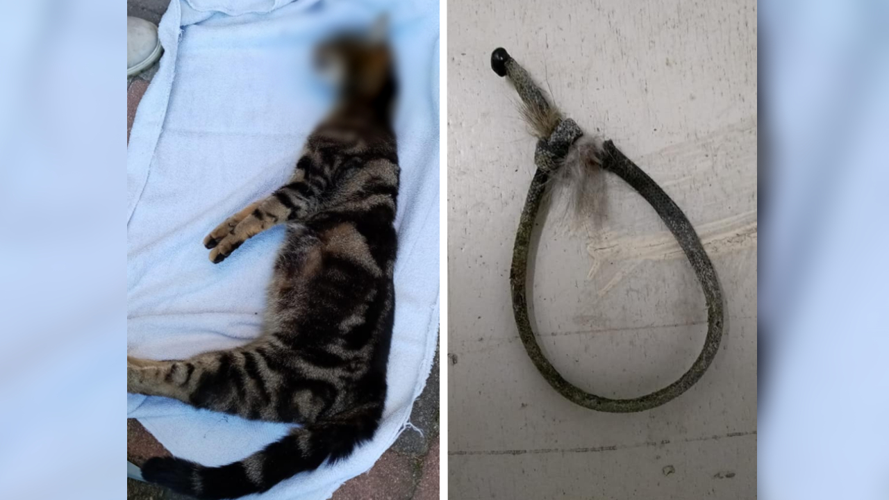 Hoogzwangere poes opgehangen aan strop in Lelystad: 'Ze heeft uren geleden' | Hart van Nederland