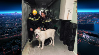 Verwaarloosde hond leeft maanden op drassig dak in Rijswijk - Meldpunt 144