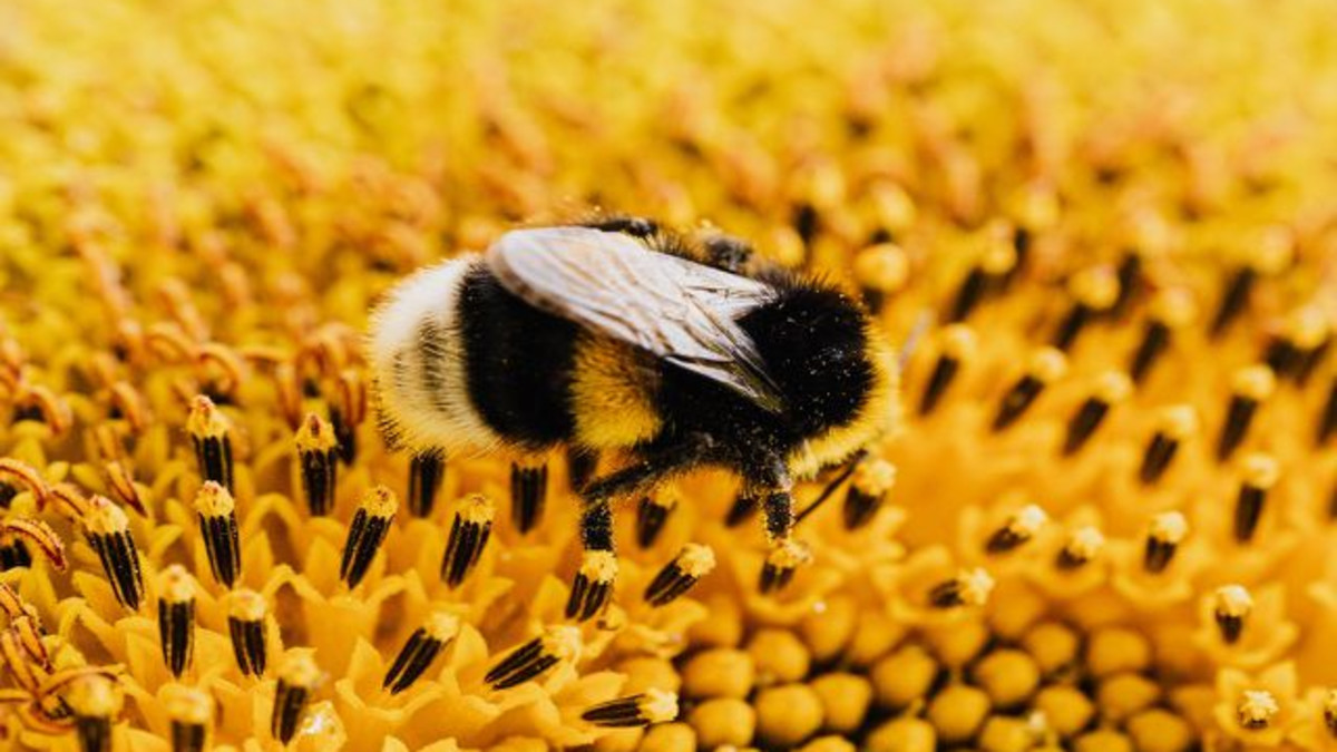 Een op de drie Nederlanders is (onnodig) bang voor bijen