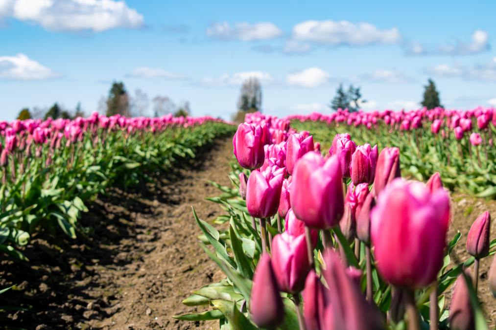Nog nooit zoveel Nederlandse bloemen en planten verkocht aan buitenland Hart van Nederland
