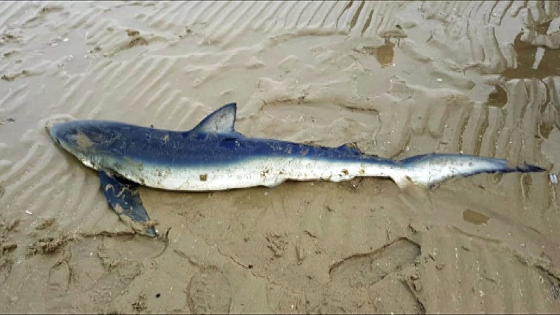Ongelofelijk bevind zich fort Bijzondere blauwe haai van Ouddorp weer losgelaten in open zee | Hart van  Nederland