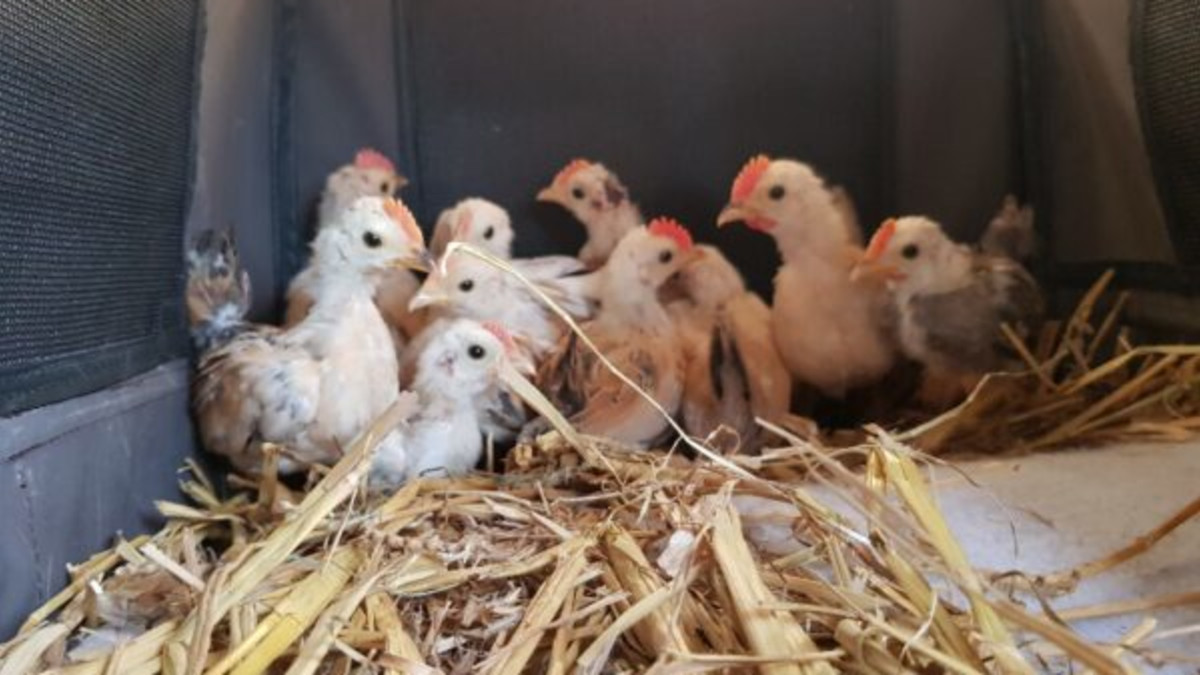 Comité Dierennoodhulp Comité Dierennoodhulp blij: 'Zieke grap' met levende haantjes en kippen krijgt toch een staartje  