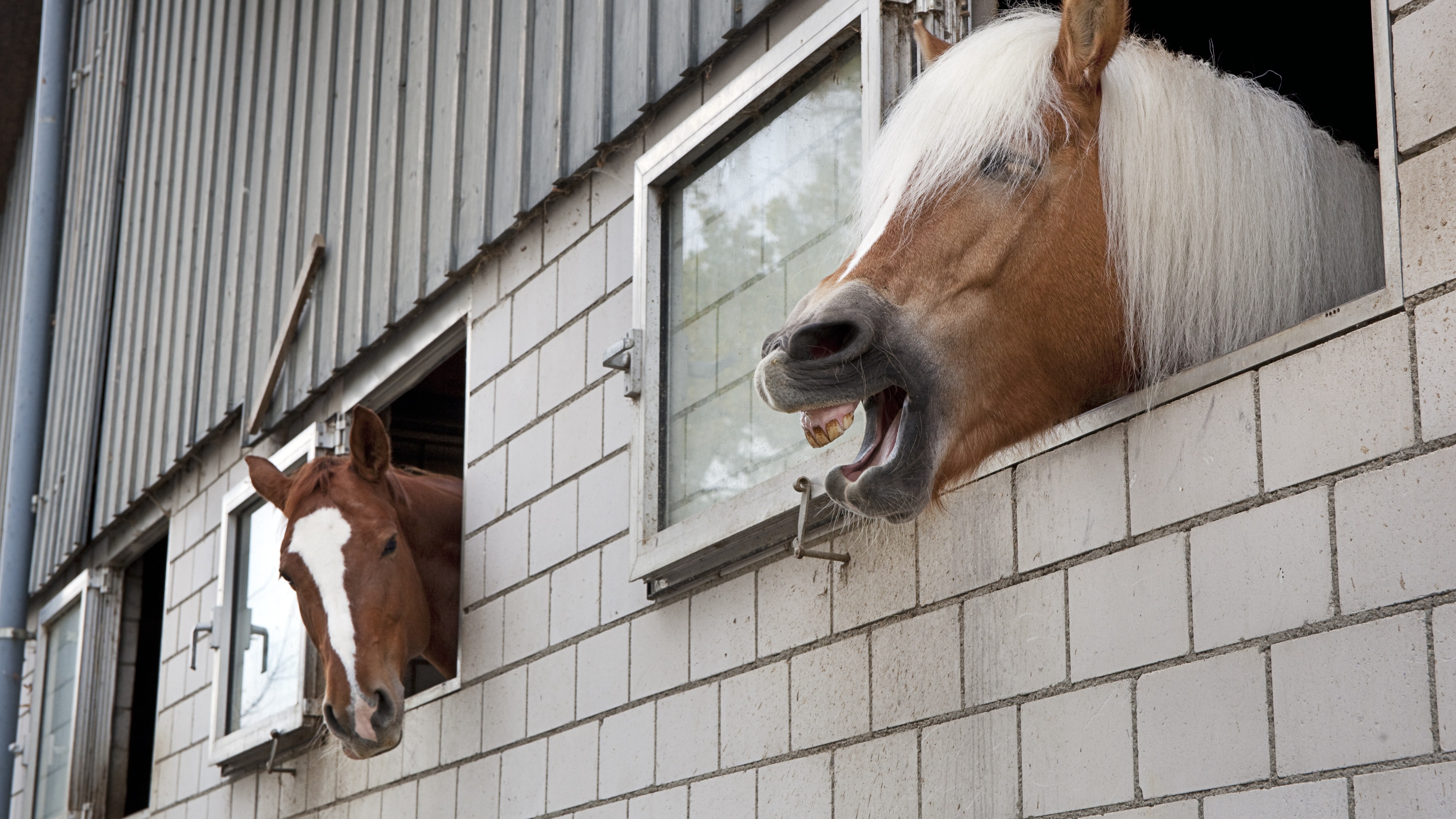 Twee vrouwen opgepakt voor stelselmatig mishandelen van paarden Hart van Nederland foto