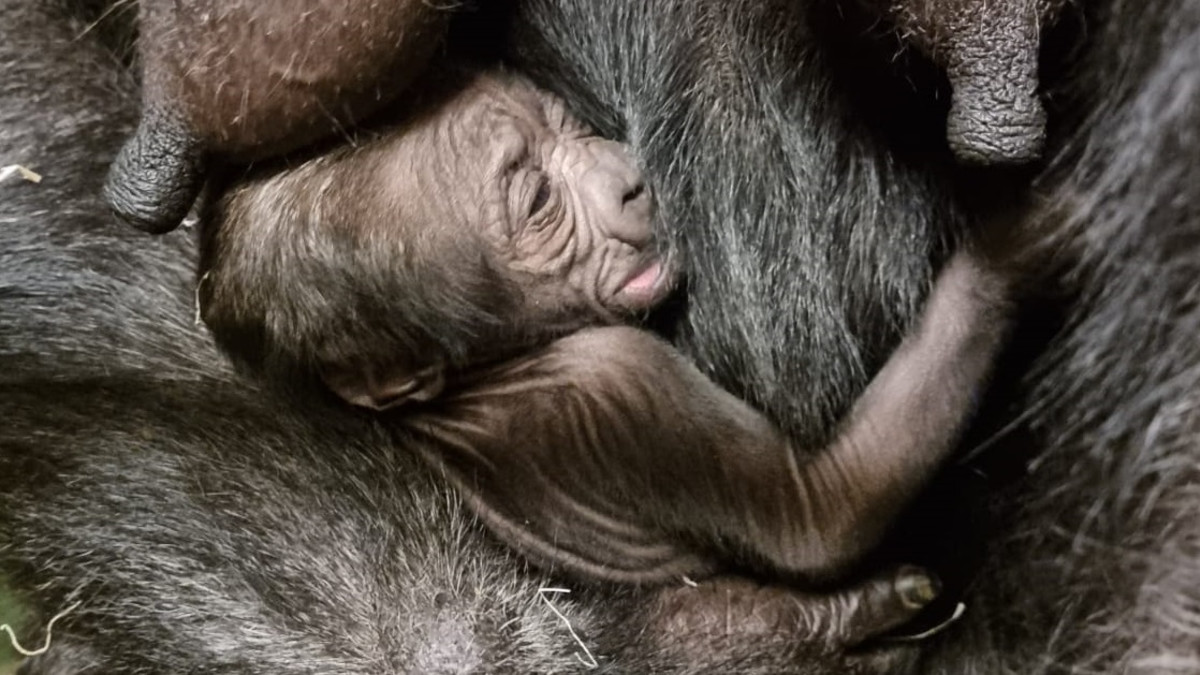 gorilla geboren Diergaarde Blijdorp