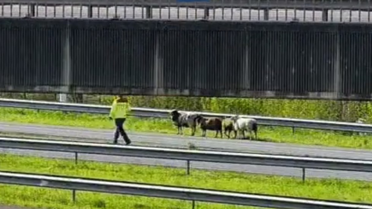 Schaapachtige blikken op de A15: Rijkswaterstaat haalt schapen van de weg
