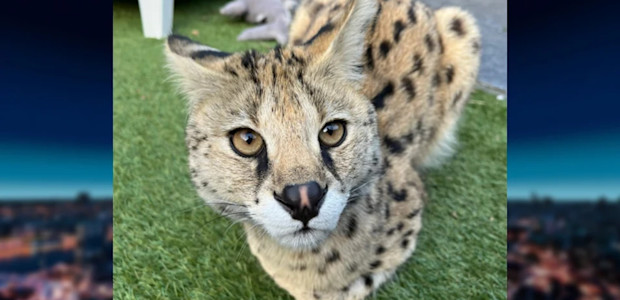 Ontsnapte Lareina loopt in de (ser)val: 'Ze is wat vermagerd maar maakt het goed'