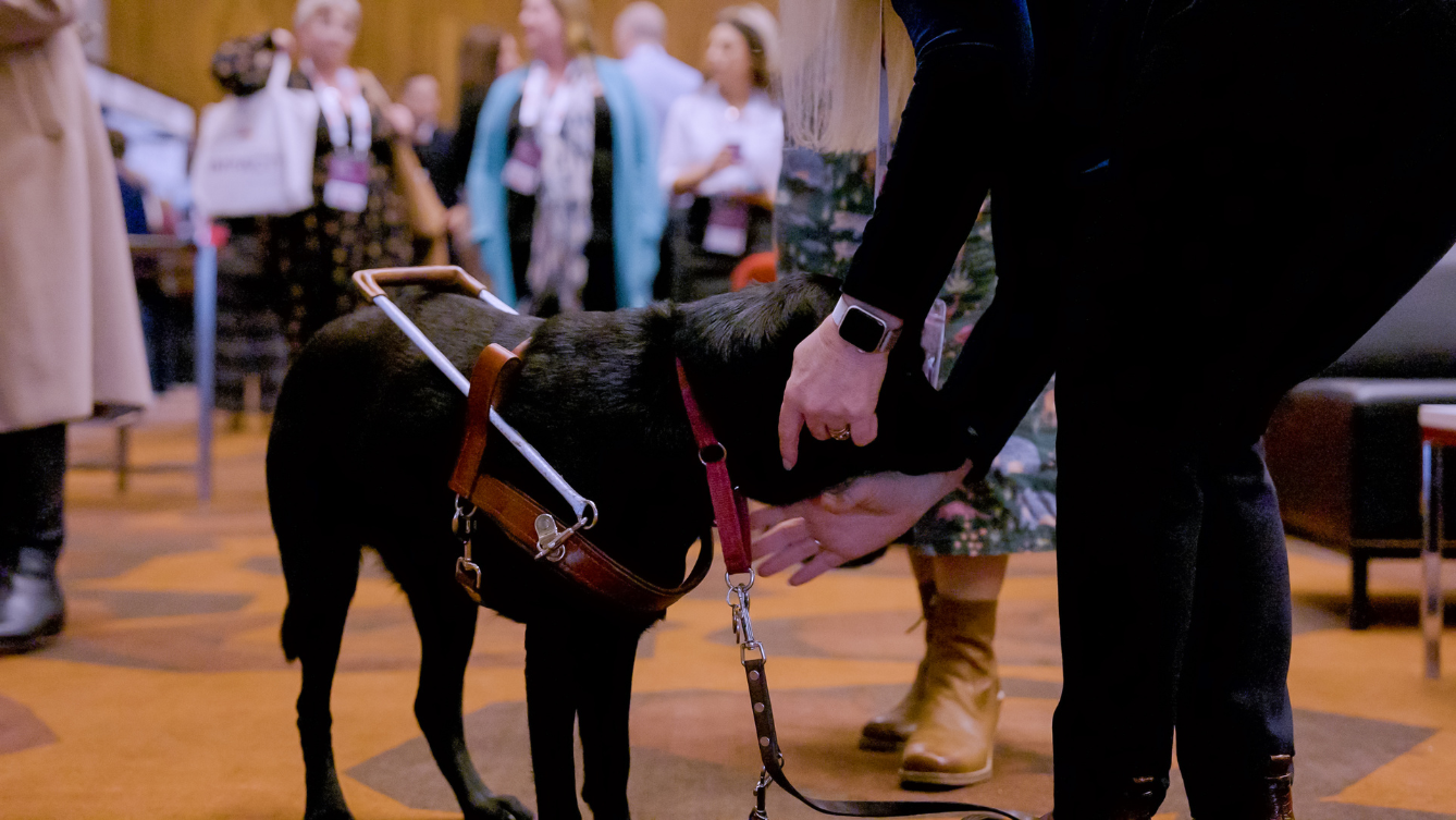 A person is leaning down to grab the leash of a black Labrador service dog. 