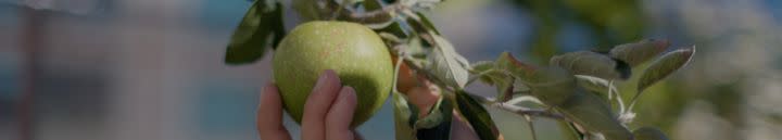 Close up of a hand pulling an apple off a tree. 