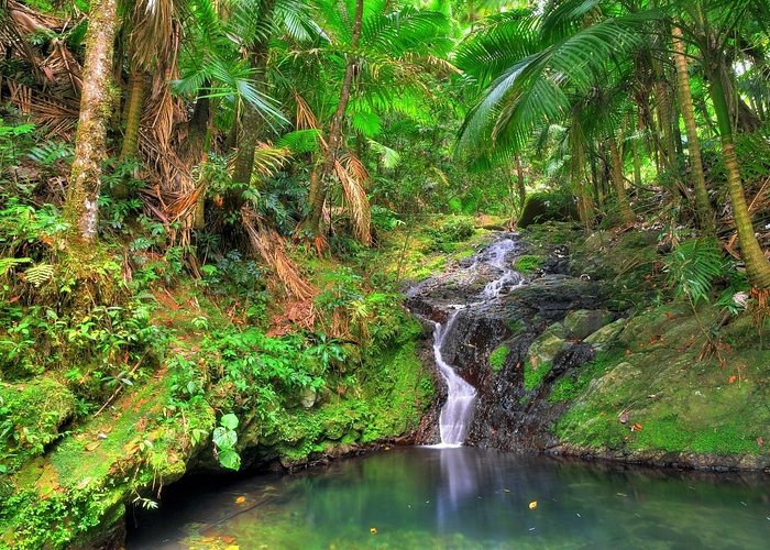El Yunque Tour
