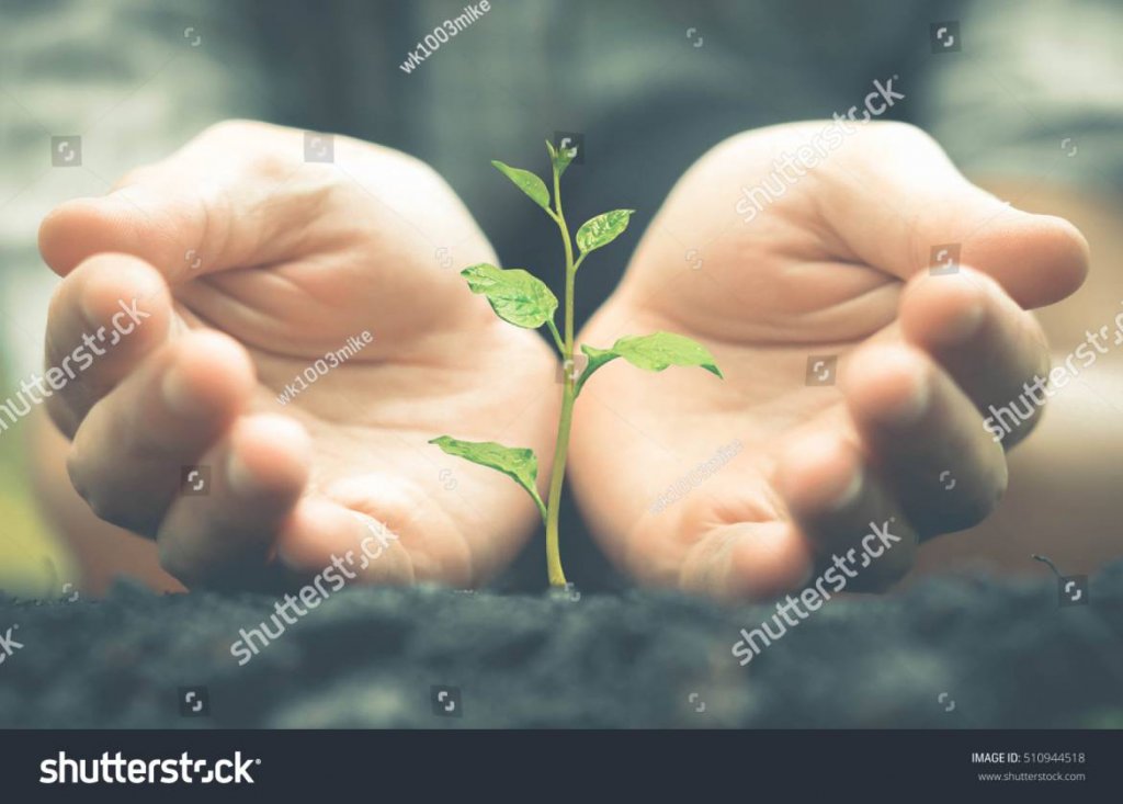 stock-photo-growing-a-plant-hands-holding-and-nurturing-tree-growing-on-fertile-soil-nurturing-baby-plant-510944518-1170x838-1