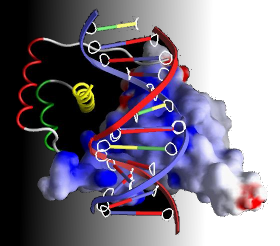 Logo 3BIO-BIOinfo - ULB