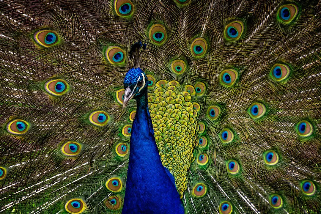 Ravago Peacock Ravago Peacock