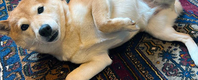 So you want a Shiba Inu?