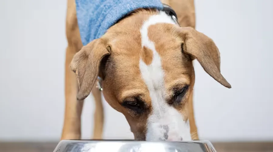 a dog eating from a bowl