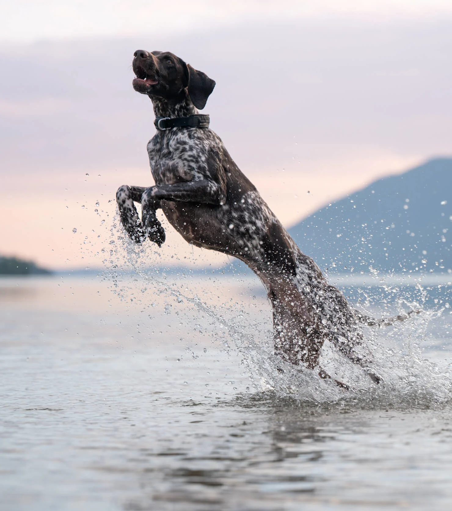 Dog jumping in water