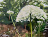 Queen Anne’s Lace Painting