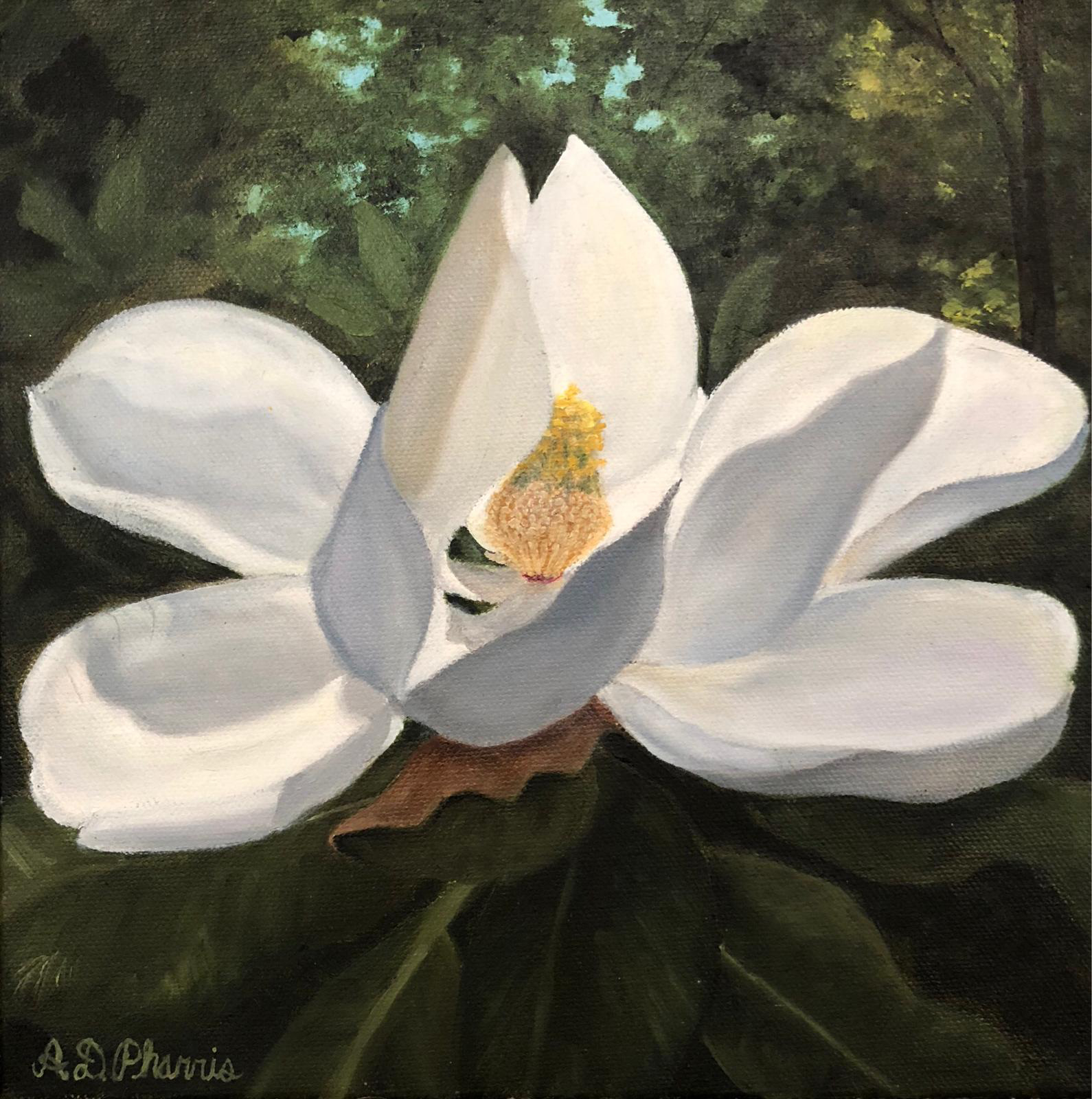 Lynhurst Magnolia image