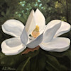 Lynhurst Magnolia image