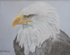 Drawing Study of Eagle image