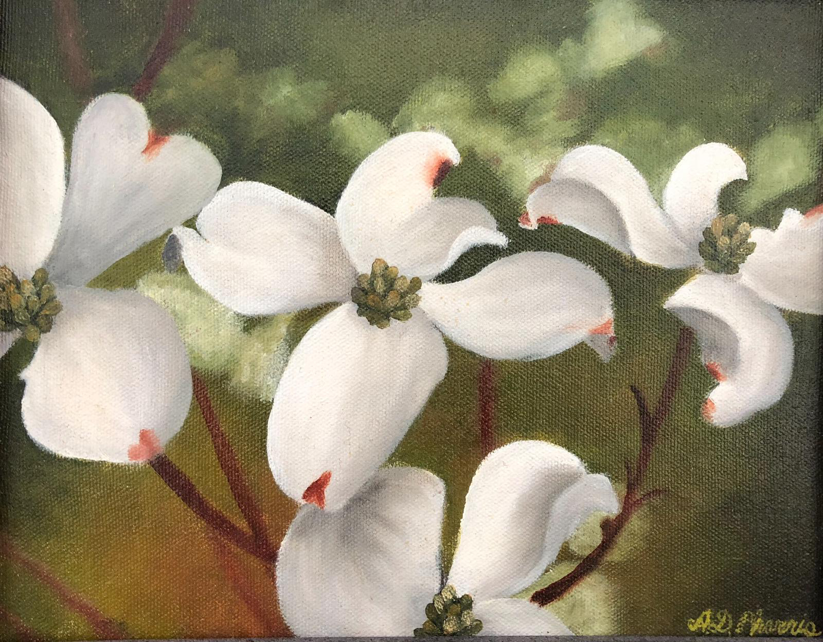 Shirley"s Dogwood image