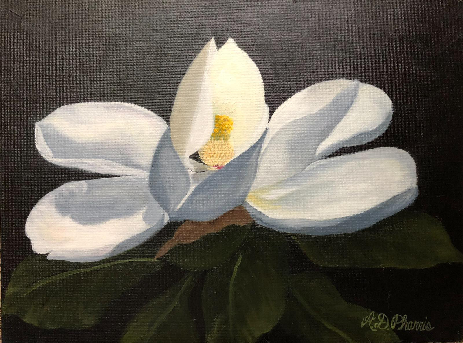 Lynhurst Magnolia on Black Background image