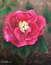 Hot Pink Peony image