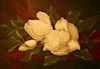 Study of Magnolias image