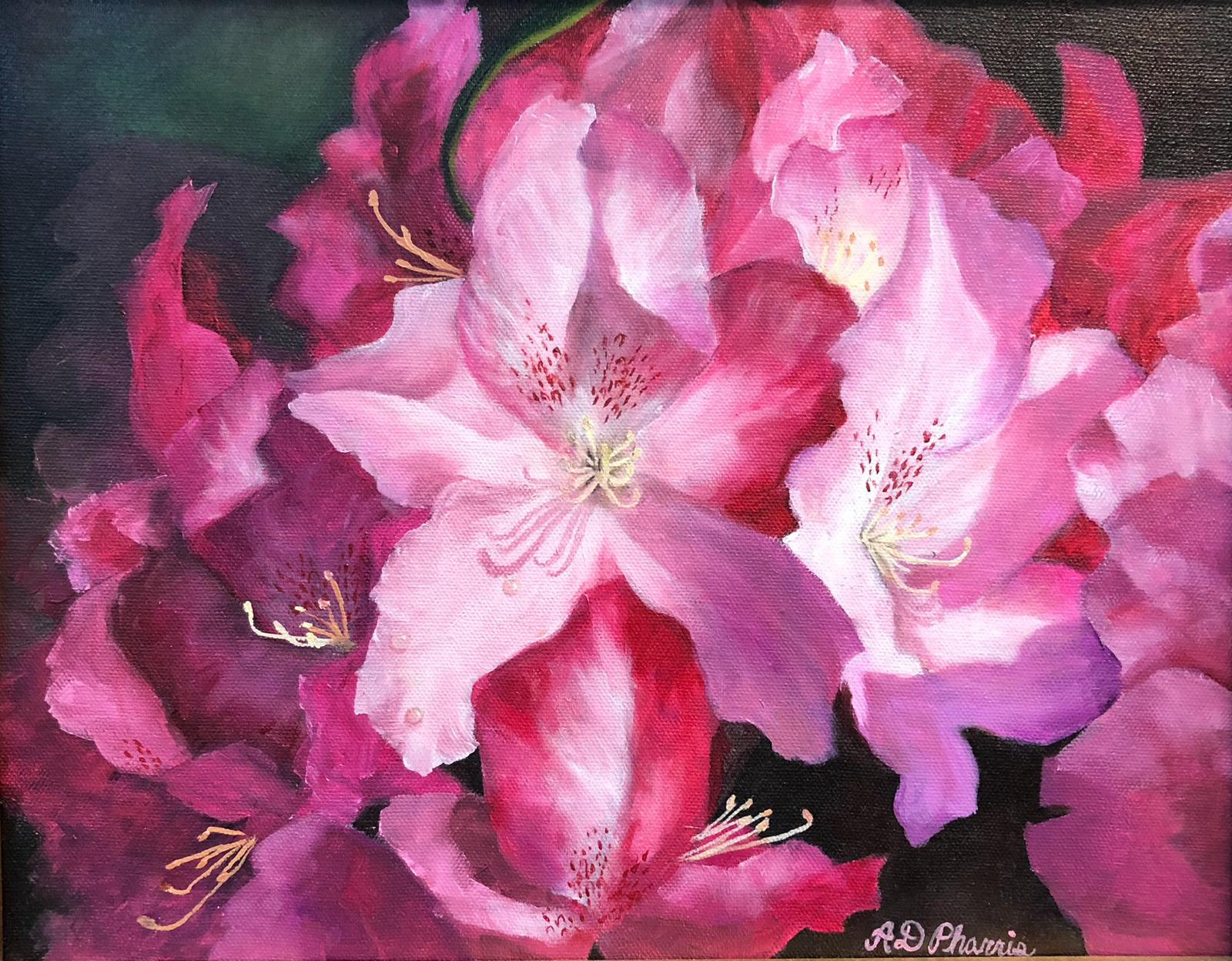 Pink Azaleas image