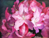 Pink Azaleas image