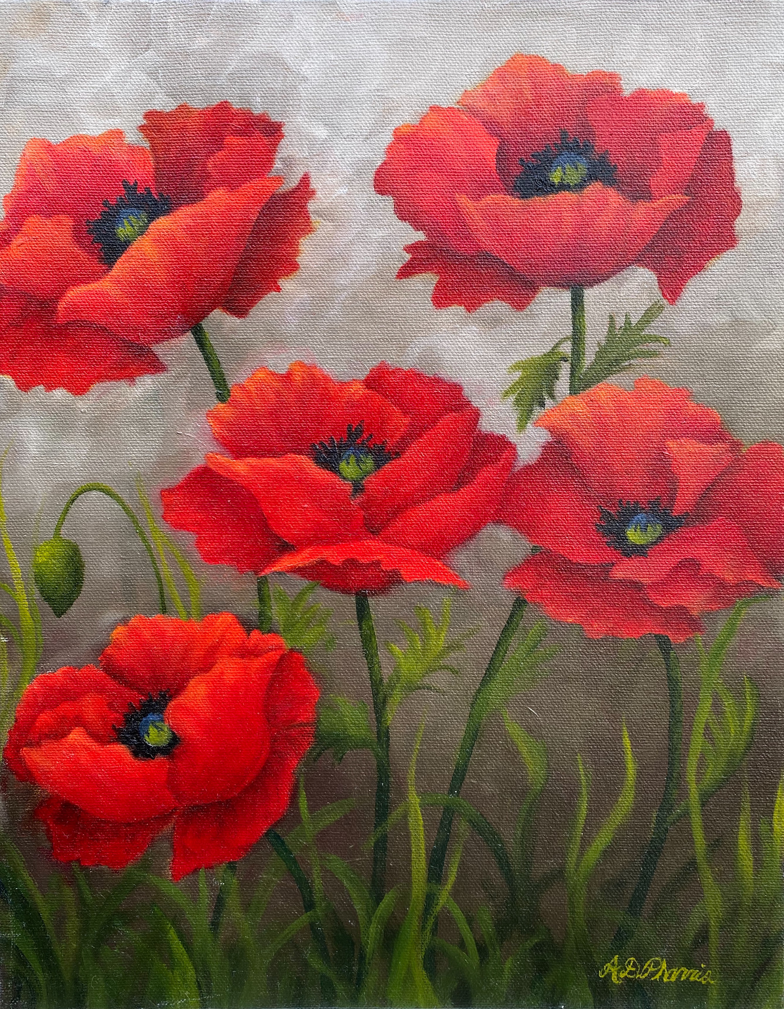 Red Poppies image