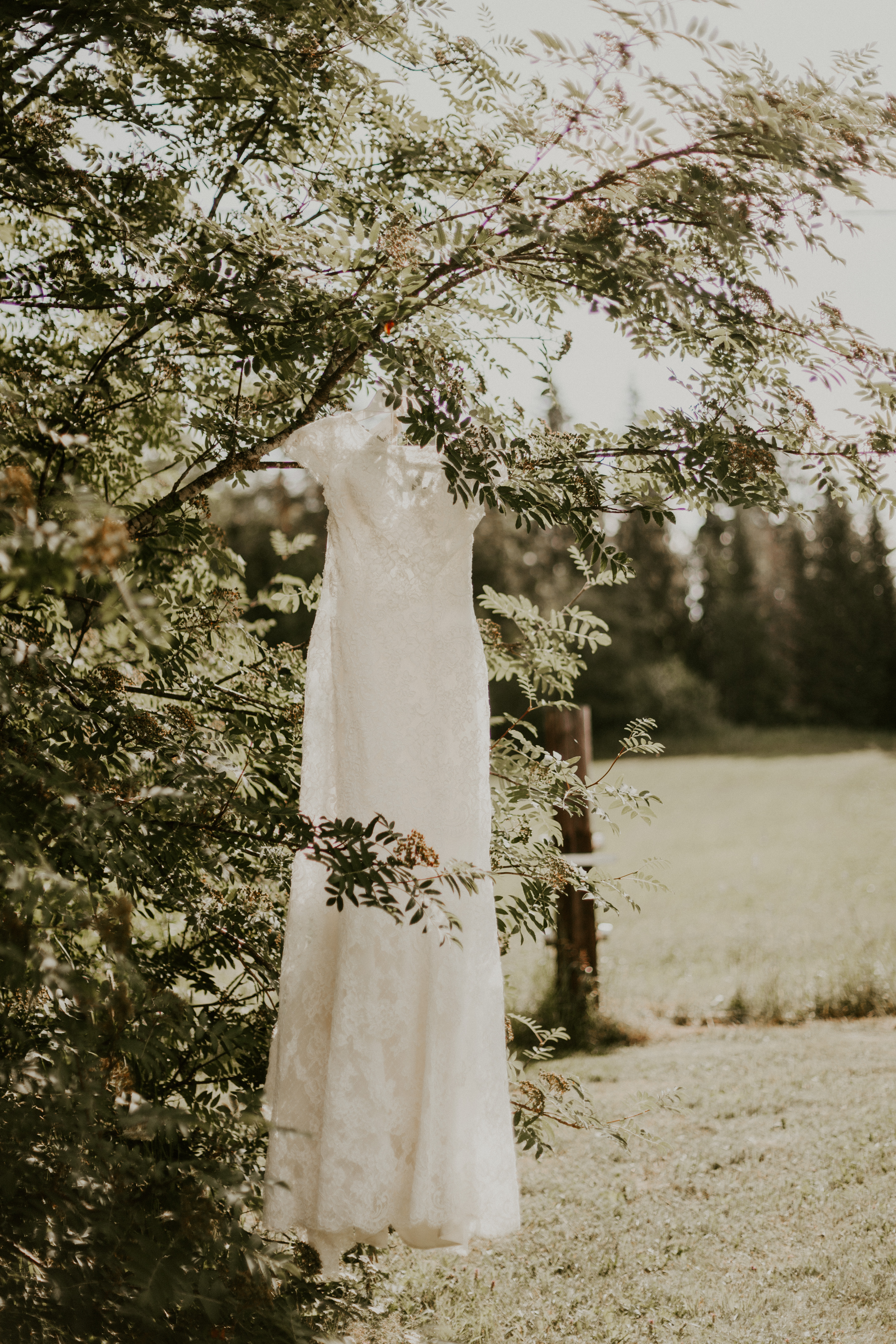Pitsinen hihallinen hääpuku roikkumassa puusta hääaamuna