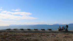 Dogs-and-the-ocean Dogsledding-wagon Green-Dog Landscape 1920x1080 02