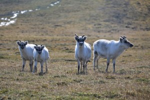 Foxfonna hike Green Dog Svalbard (20)