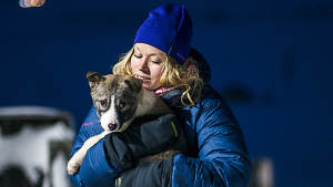 Northern-light Dog-sledding Puppy Agurtxane-Concellon Landscape-1920x1080 03