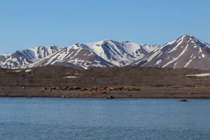 MS-Bard Captain-s Favourites Hurtigruten-Svalbard Photo Eveline Lunde 7330