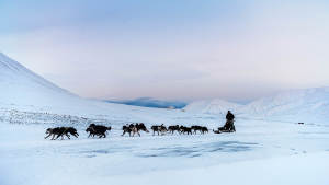 Light-winter Dog-sledding Icecave Arctic-wilderness Agurtxane-Concellon 1920x1080 03