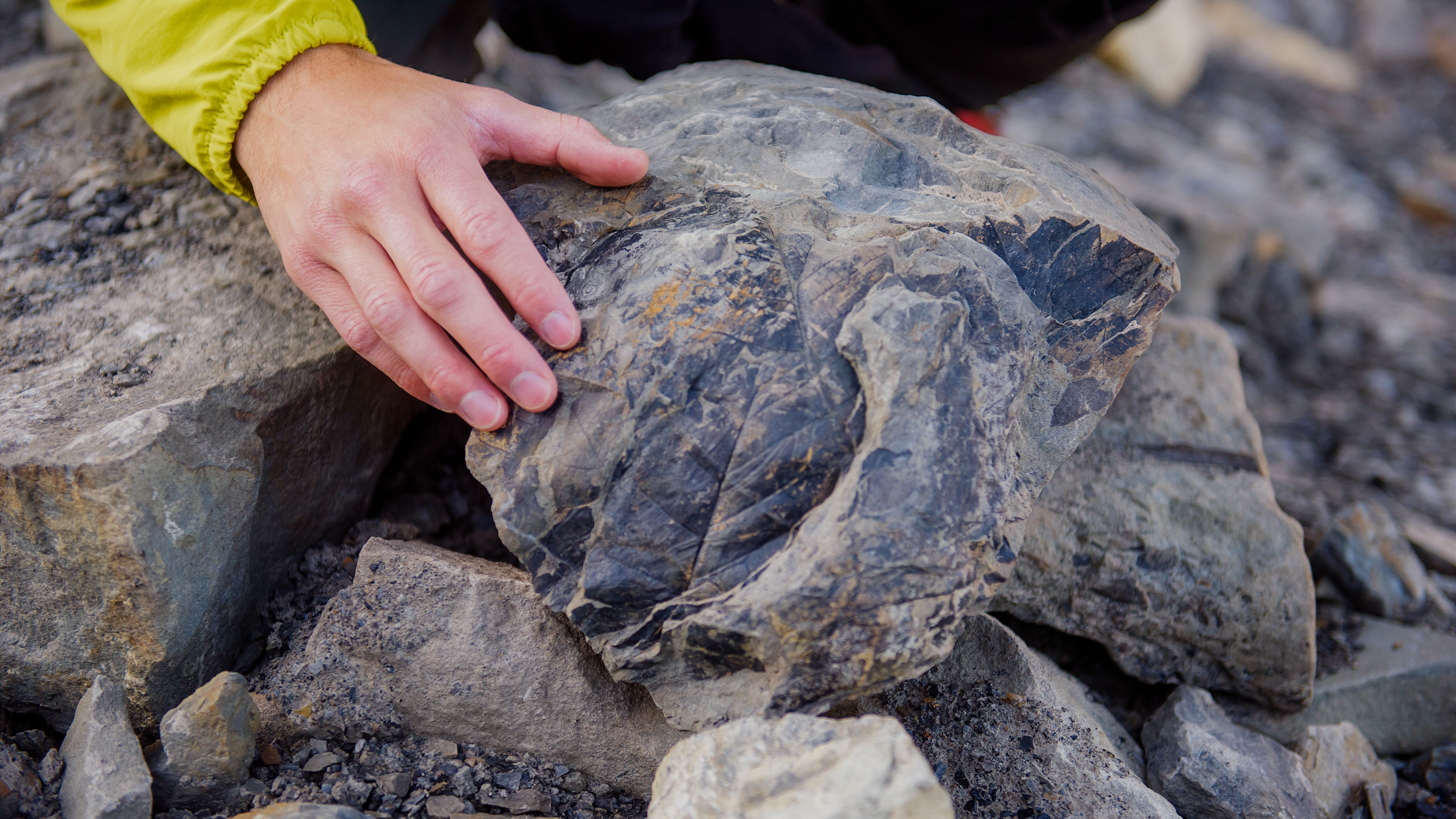 Join us to hunt for fossils in Longyearglacier | Activities | Hurtigruten  Svalbard