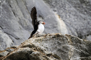 Puffin-Svalbard-HGS-10498-Photo Linda Drake