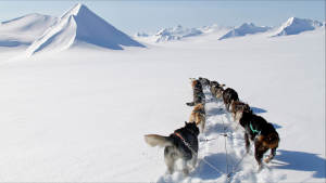 Dogsled-expedition Juvahytta Explore Adventure Svalbard Winter-landscape Dogsledding Green-Dog