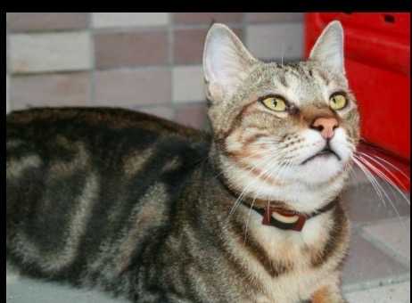 我該不該讓孩子養寵物?