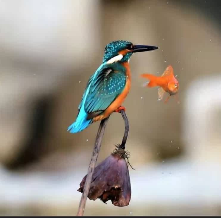 鳥和魚