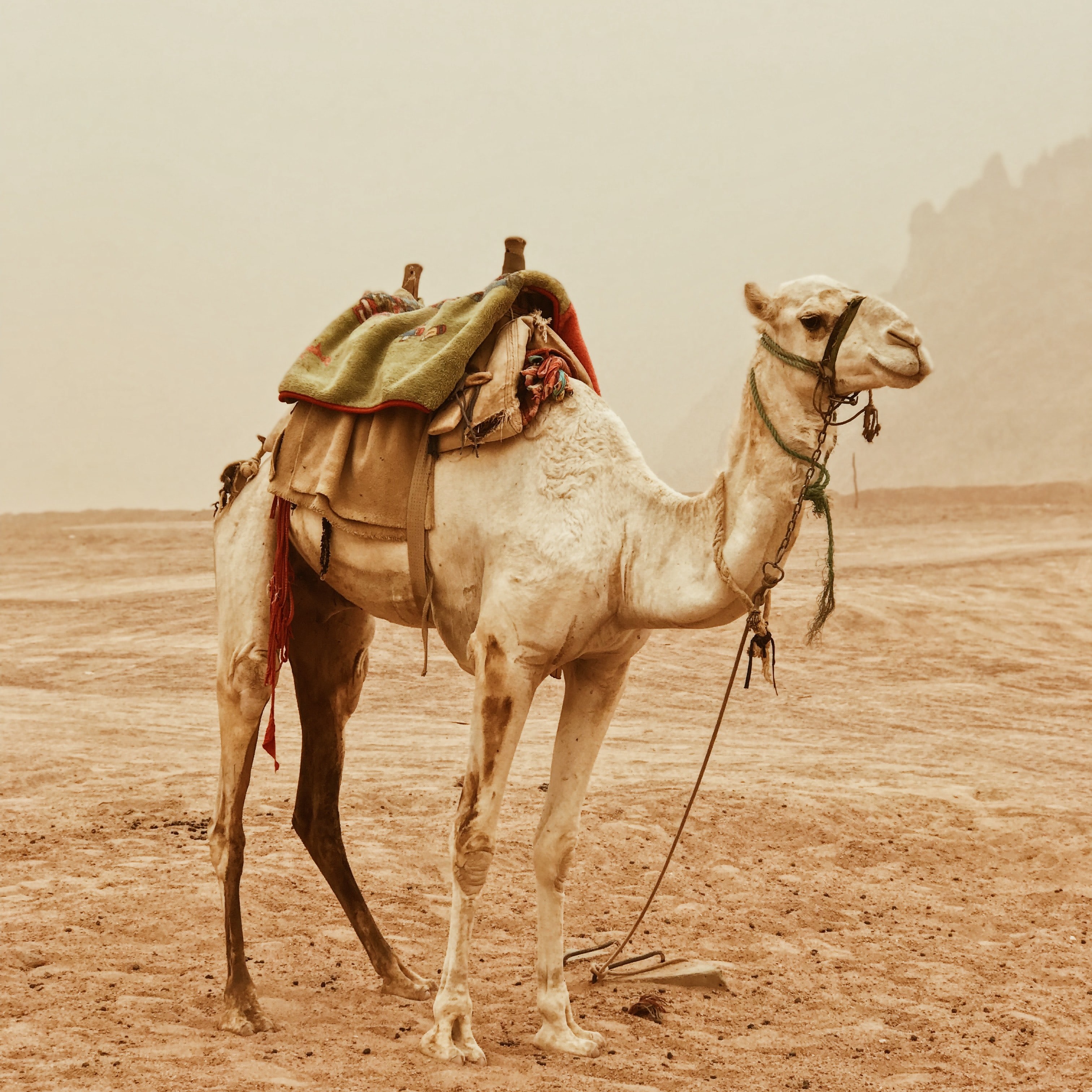 Al-Qaswâ’, la chamelle du Prophète ﷺ