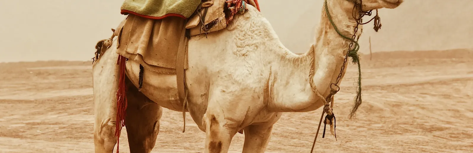Al-Qaswâ’, la chamelle du Prophète ﷺ